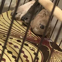 یک جفت جوجه فنچ قیمت توافقی