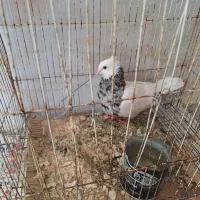 کبوتر طوقی