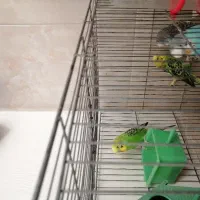 2 جفت مرغ عشق تخم گذار