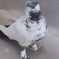 کبوتر .کفتر پرشی ضمانتی