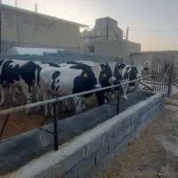 گوساله هلشتاین۵۰۰تا۵۵۰کیلو