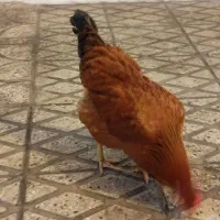 مرغ تخم گذار