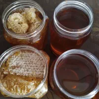 فروش عسل تضمینی