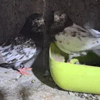 جوجه کله ای