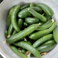 خیار قلمی ترد و تازه مخصوص خیارشور