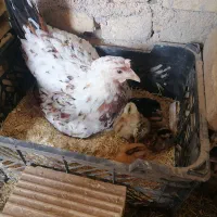 چوری گلین یک ماهه