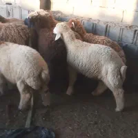 10عدد بره