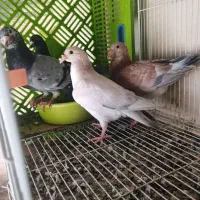 کبوتر سرور و پلاکی جفتگاه