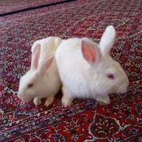 خرگوش نر  و ماده