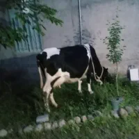 گاو شیری با گوساله ماده