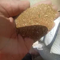 خاکشیر