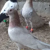 سرونج کاکولی، ساده سیاه، موشی نقره ای