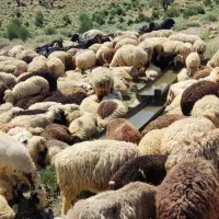 گوسفند
