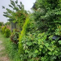 فروش باغچه ۶۰۰متری دنگیزک