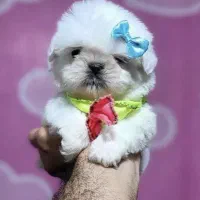 توله ماالتیز عروسک زنده تخفیف ویژه نوروز