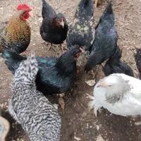 جوجه و مرغ