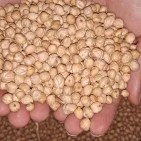 نخود برداشت یک هفته پیش زود پز با پیپک رایگان