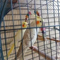 عروس هلندی