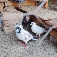 کفتر پرشی عالی داداش یه عمر