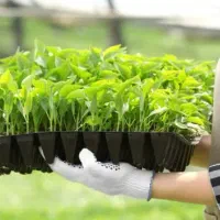 نشا پر محصول با قارچ تریکو وباکتری باسیلوس