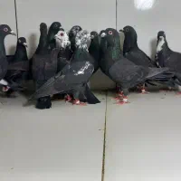 دسته ۲۰تایی پرشی ماده زاغ و سوسکی