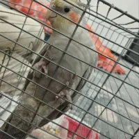 عروس هلندی