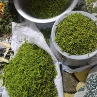 بنشک|خوردنی و آشامیدنی|فسا, |دیوار