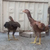 مرغ