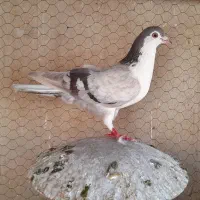 دمگیر