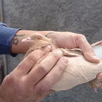 ماده|لوازم جانبی حیوانات|کرمان, |دیوار