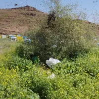 قاب زنبور عسل