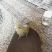 عروس هلندی