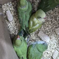 جوجه ملنگو