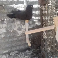 کفتر|پرنده|شیراز, شیخ علی چوپان|دیوار