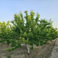 باغ و باغچه180متری /برق و آب/درختان کهن|فروش زمین و ملک کلنگی|تهران, امیریه|دیوار