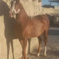 فروش چند نریون ومادیون