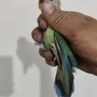 جوجه طوطی برزیلی