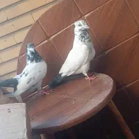 کفتر