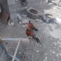 فروش مرغ محلی