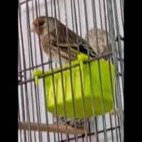 سهره قناری نر