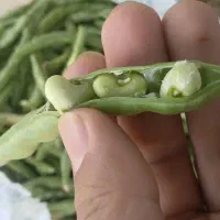 لوبیا چشم بلبلی