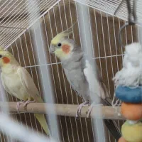 عروس هلندی