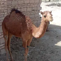 شتر|حیوانات مزرعه|زاهدان, |دیوار