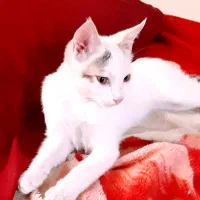 بچه گربه ۴ ماهه