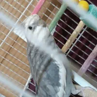 عروس هلندی وایت فیس اصیل
