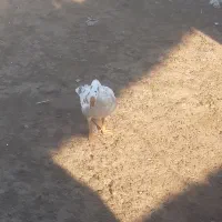 غاز|حیوانات مزرعه|ارشق, |دیوار