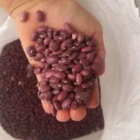 لوبیا قرمز   و نخود محلی