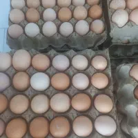 تخم مرغ خوراکی آرین و تخم نطفه دار راس