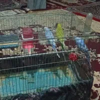 مرغ عشق|پرنده|نهاوند, |دیوار