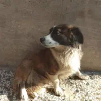 سگ پاکوتاه اشپیتز معاوضه با عروس هلندی نرماده